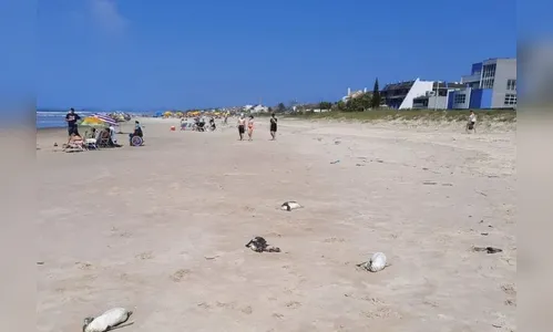 Mais de 100 animais são encontrados mortos em praias do PR