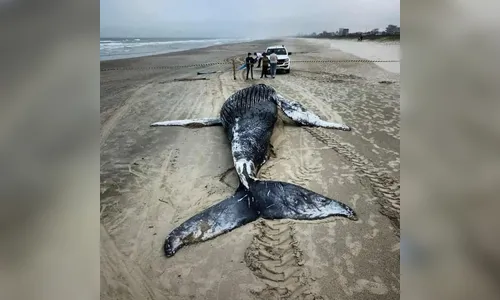 Mais uma baleia é encontrada morta no Litoral do Paraná