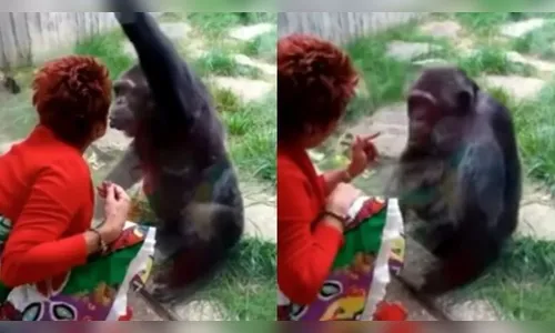Mulher é expulsa de zoo por ter relação afetiva com chipanzé