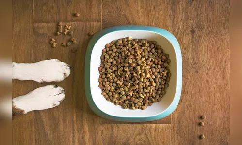 Mulher invade casa do ex-namorado para alimentar cachorro