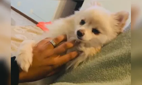 Mulher recebe cachorro morto após banho em pet shop