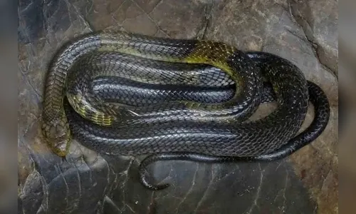 Naja venenosa foge de gaiola e desaparece