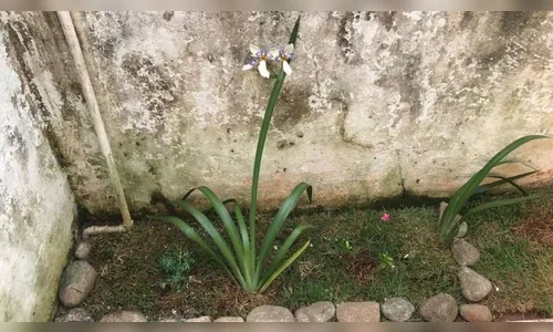 Família aluga casa e encontra a dona enterrada no jardim