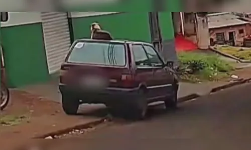 PM flagra cachorro 'folgado' durante patrulhamento; veja