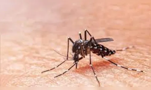 PR fecha período epidemiológico com 27.889 casos de dengue