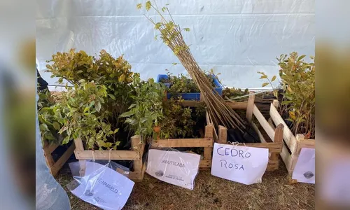 Paraná doa 1 mi de mudas para arborização de Cascavel