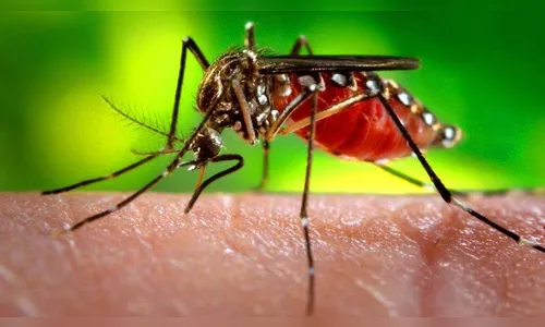 Paraná registra 18 novos casos de dengue