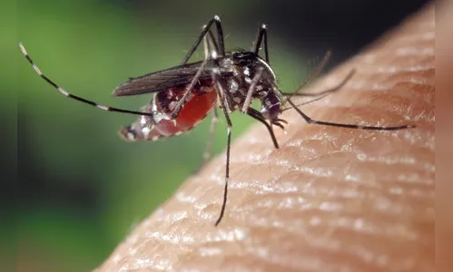 Paraná registra mais cinco casos de dengue