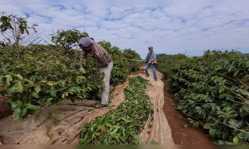 Paraná tem risco de geadas na região cafeeira esta semana