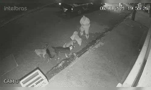 Pitbull ataca cadela de estimação durante passeio; Vídeo