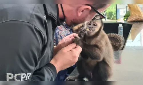 Polícia resgata macacos, araras e papagaio em operação no PR