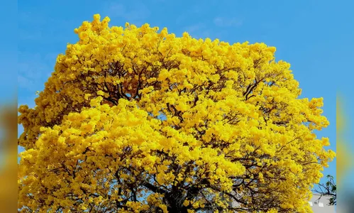 Sucesso nas redes sociais e nas ruas, ipês são atração; VEJA