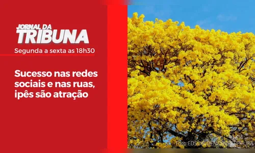 Sucesso nas redes sociais e nas ruas, ipês são atração