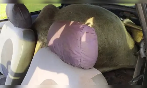 Vaca é encontrada abandonada dentro de carro em área rural