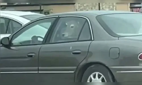Vaca é flagrada dentro de carro em atendimento drive-thru