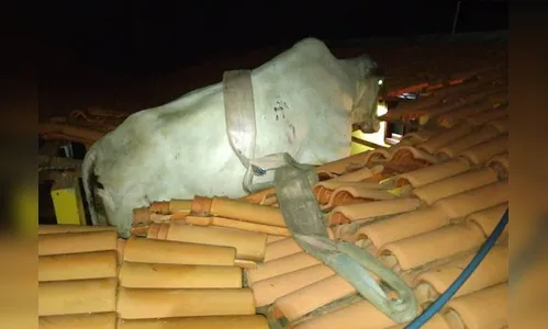 Vaca fica presa em telhado e é resgatada pelos bombeiros