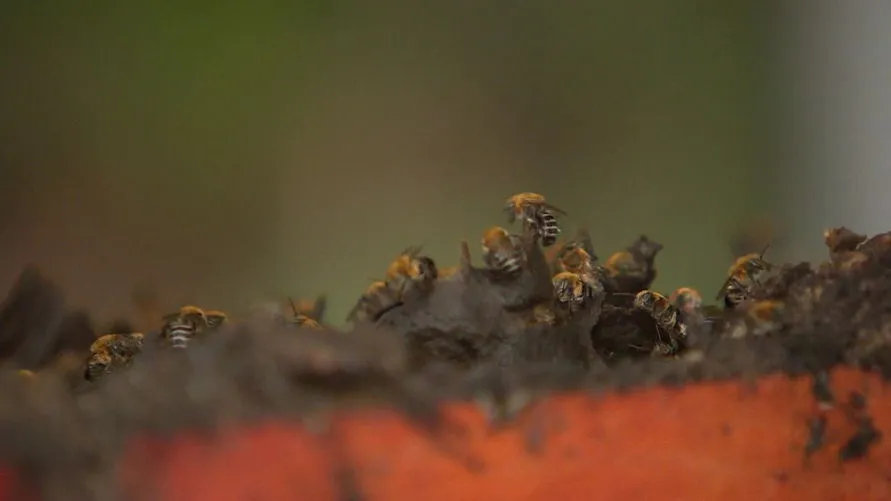 Após ataque de abelhas, pessoas são socorridas em Cascavel