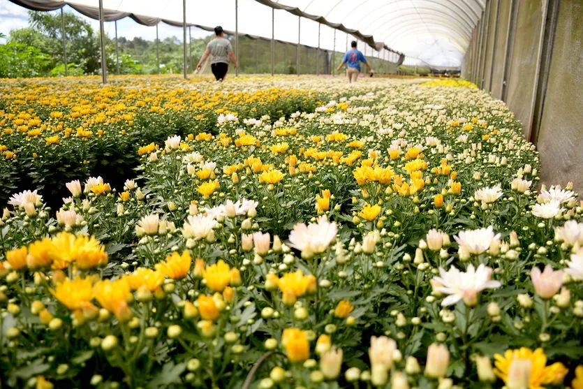 Apucarana fornece flores para três estados; assista