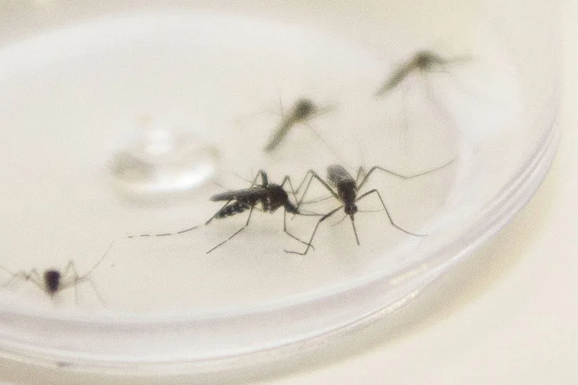 Boletim semanal da dengue registra 37 novos casos no Paraná