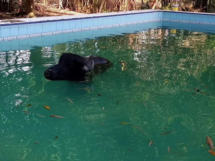 Búfalo de 500 kg cai em piscina e é retirado por bombeiros