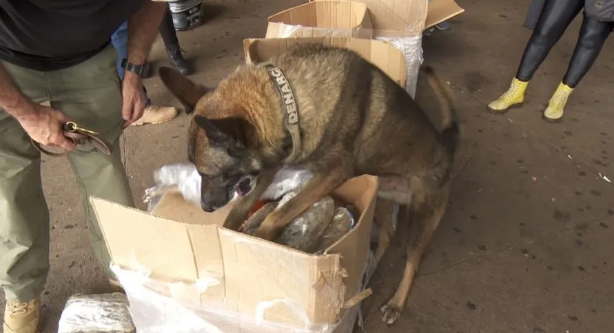 Cão da polícia localiza drogas em pacotes de ração no Paraná