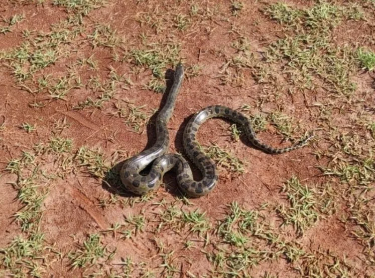 Cobra sucuri é capturada dentro de empresa em Umuarama