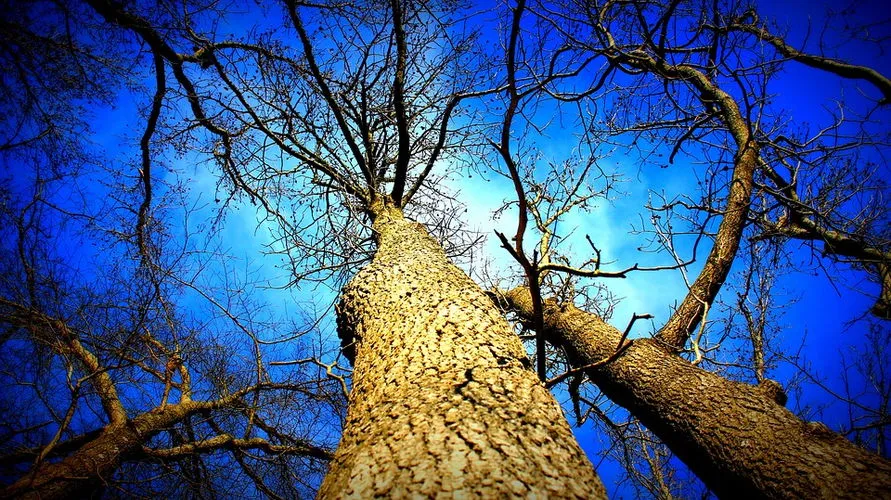 Dia da Árvore: Apucarana prepara Plano de Arborização Urbana