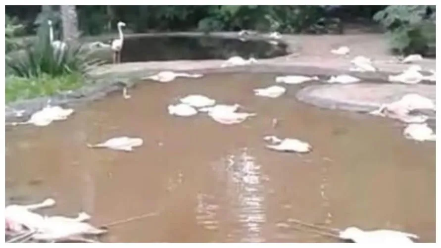 Flamingos mortos em Parque das Aves foram atacados por onças