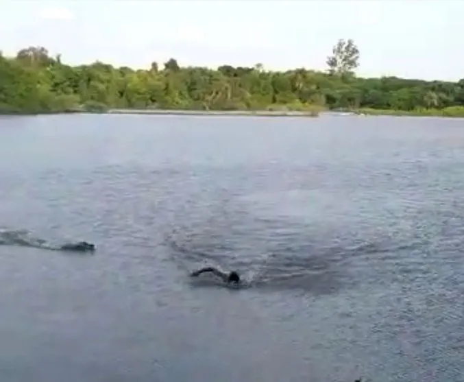 Homem nada em lago proibido para banho e acaba sendo atacado
