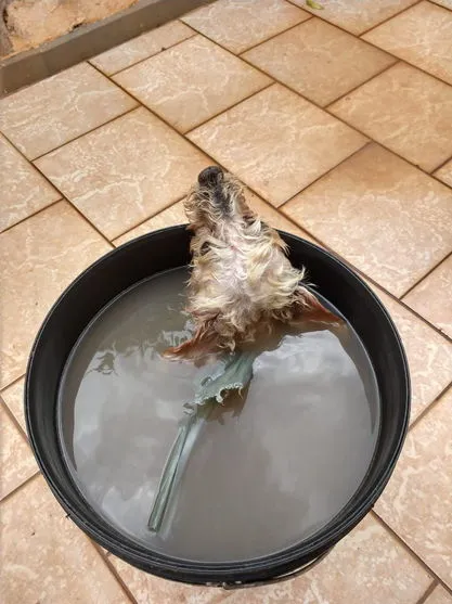 Maus-tratos: morador de Apucarana deixa cão em balde d'água