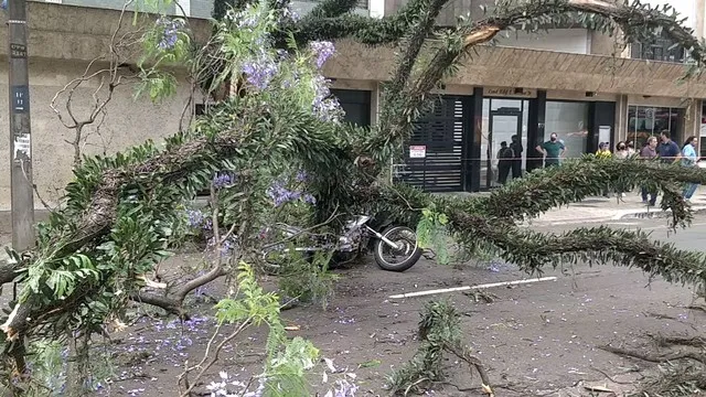 Motociclista foi atingido por galho de árvore em Maringá