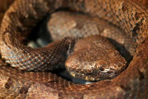 Mulher é picada por cobra jararaca em Apucarana