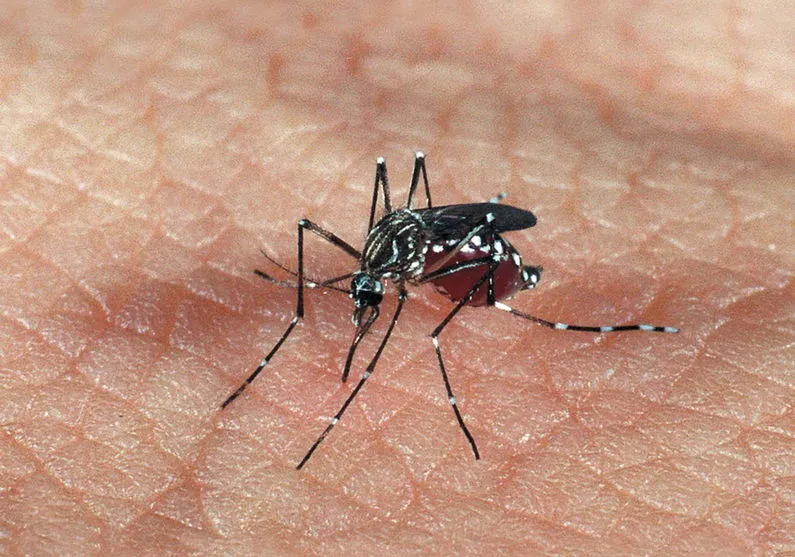 Paraná registra mais 37 novos casos de dengue