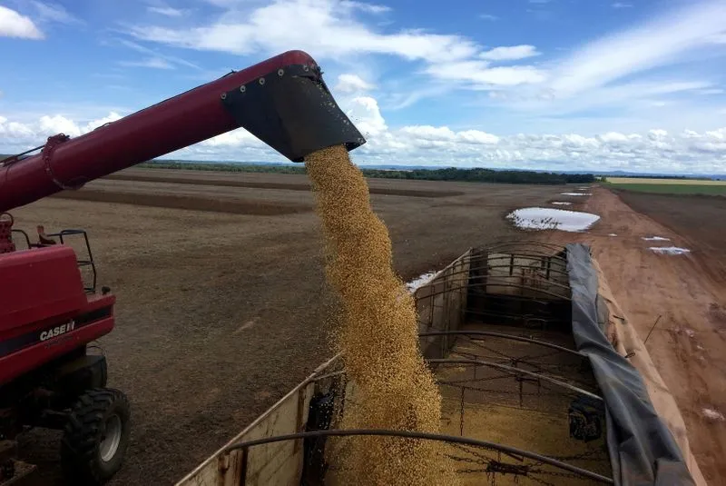 Plantio de soja avança 88% em área projetada no Paraná