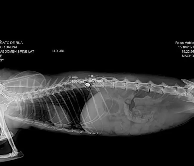 Raio-x indicou a presença de uma bala de arma de fogo na coluna do gato