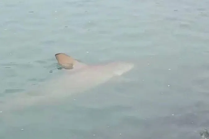 Tubarões 'invadem' praia de Balneário Camboriú