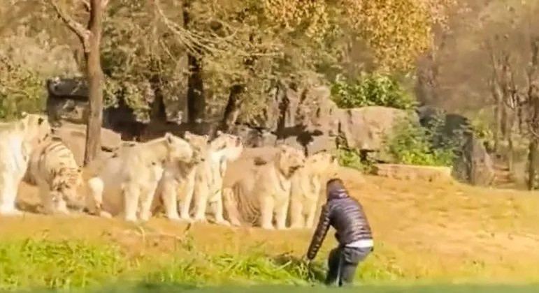 Turista encara 11 tigres em parque e escapa com vida; veja