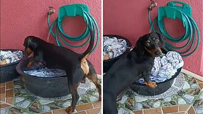 VÍDEO: Cachorro viraliza após de ser flagrado lavando roupa