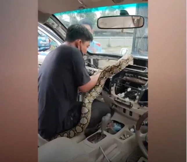 Vídeo: Mecânicos encontram cobra gigante em painel de carro