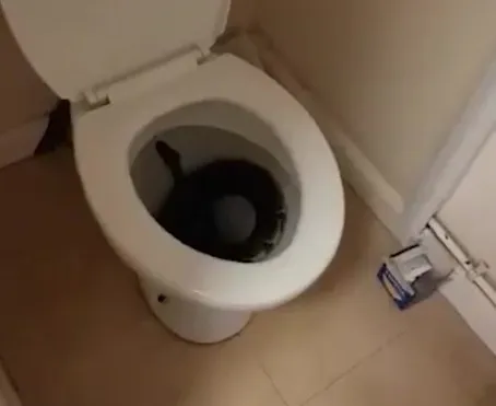Vídeo: Mulher encontra serpente em vaso sanitário