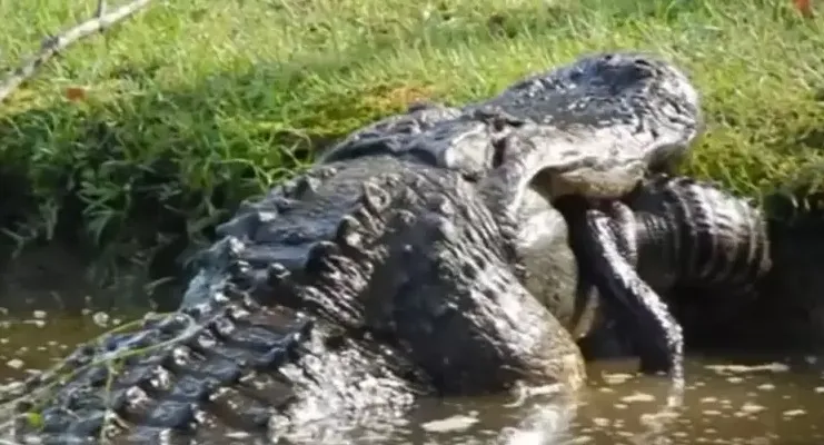 Vídeo: 'crocodilo gigante' engole animal da mesma espécie