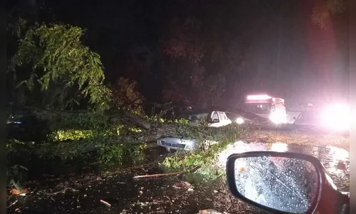 Árvore cai sobre carro na PR-466 e bloqueia  rodovia