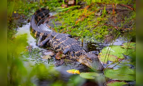 Ação salva 70 jacarés que disputavam poça no Pantanal