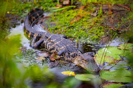 Ação salva 70 jacarés que disputavam poça no Pantanal