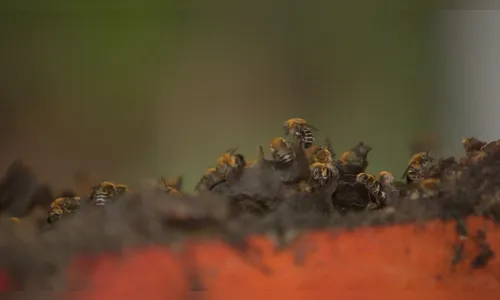 Após ataque de abelhas, pessoas são socorridas em Cascavel
