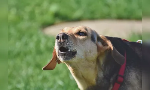 Após ouvir cães latindo, homem acha quadro de moto furtada