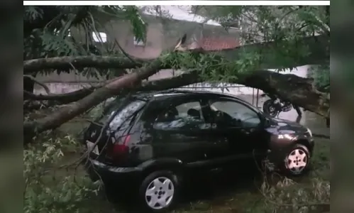 Árvore cai e atinge carro em estacionamento de empresa