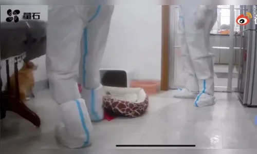 Autoridades matam cachorro de mulher confinada por Covid