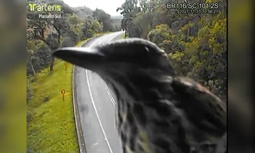 Bem-Te-Vi 'curioso' aparece em câmera de monitoramento; veja