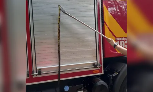 Bombeiros retiram cobra de quase 2 metros de motor de carro